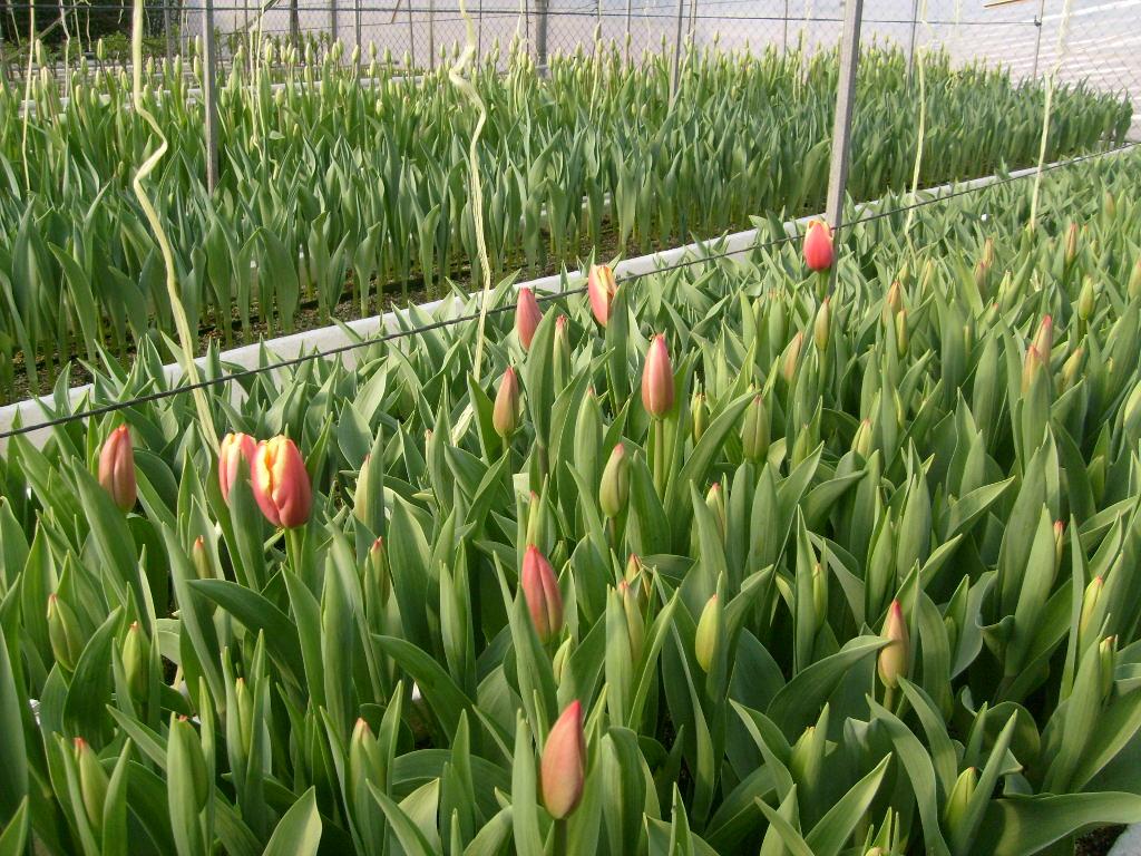 Tulipanes