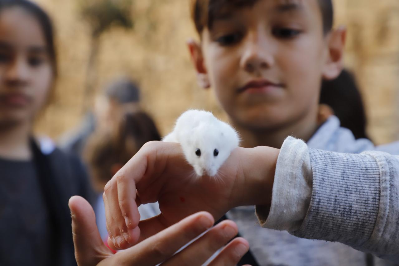 Festes de Sant Antoni 2019