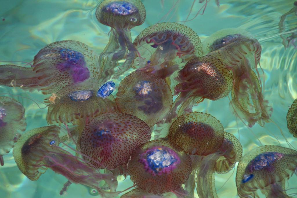 Habitants de la mar