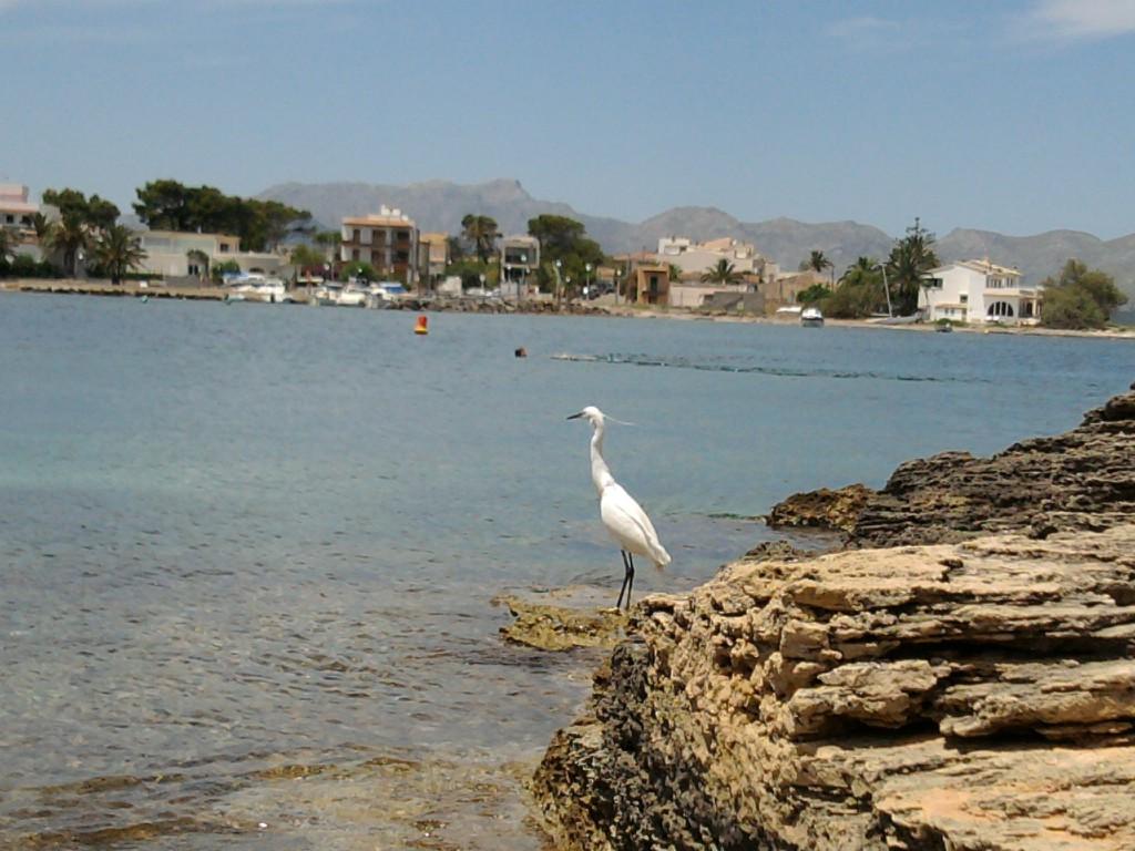 Pajaro tomando el sol (Playa es clot Alcudia)