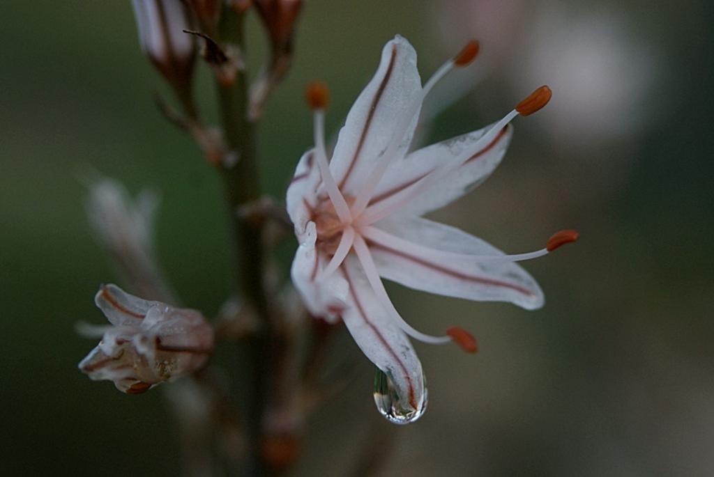 Racons de Primavera