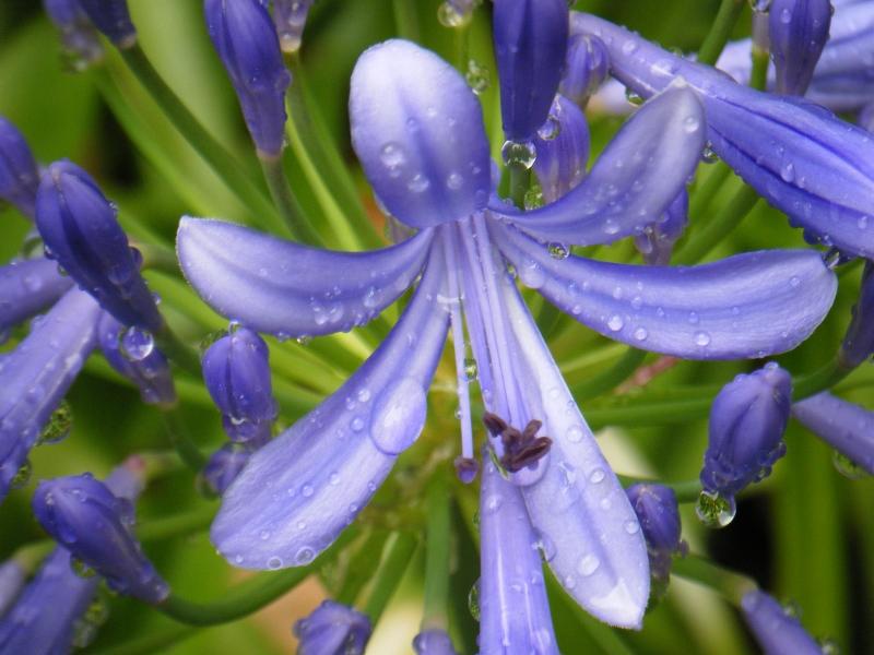 Jardins