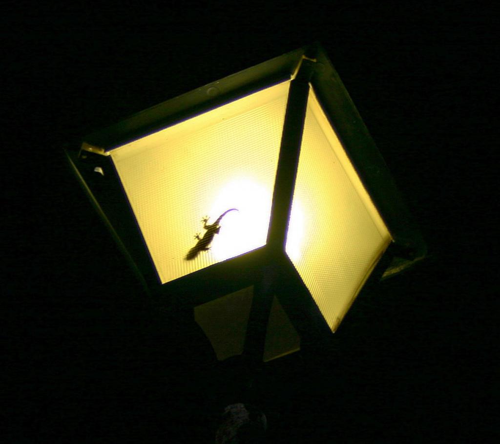 Vigilante de noche