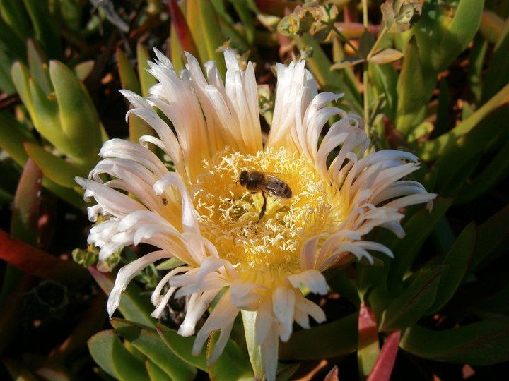 Abeja trabajando