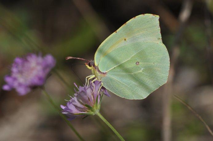 Papallona Cleopatra als camps de conrreu mallorquins