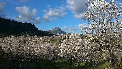 El Galatzó y almendros en flor