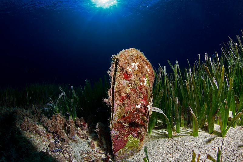 Atrina fragilis