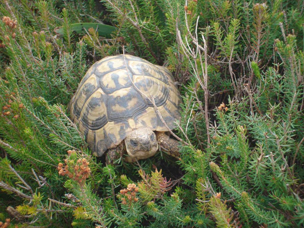 Tortuga del Parque natural de Llevant