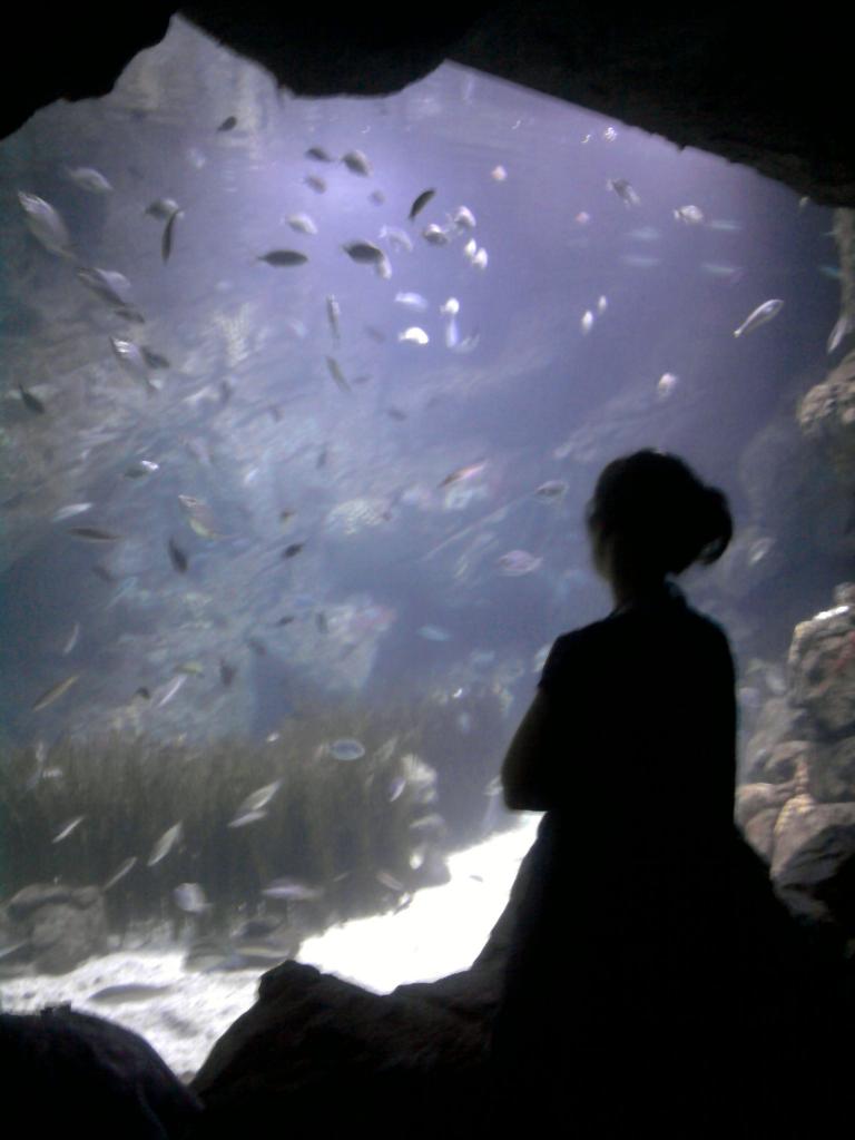 Vida bajo el mar