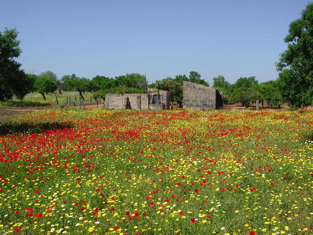 Ja t'enyor, primavera.