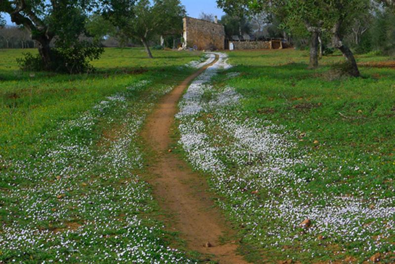 fora vila