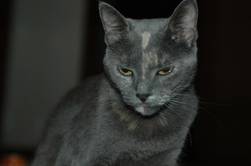 la gata en su mejor momento