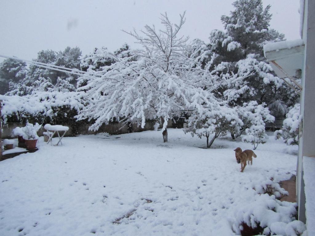 Nieve