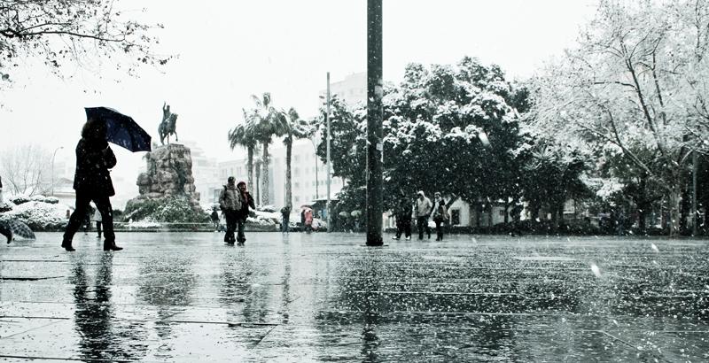 Palma de blanco