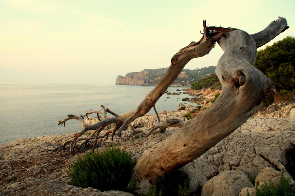 L'arbre i el mediterrani