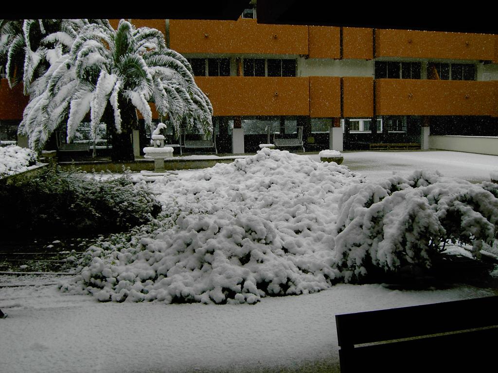 Nieve