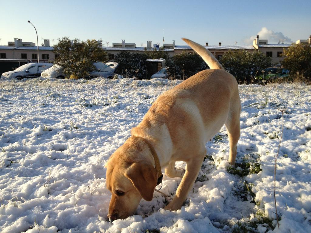 Nieve