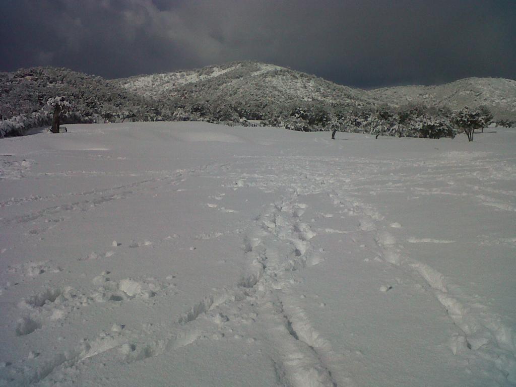 Nieve