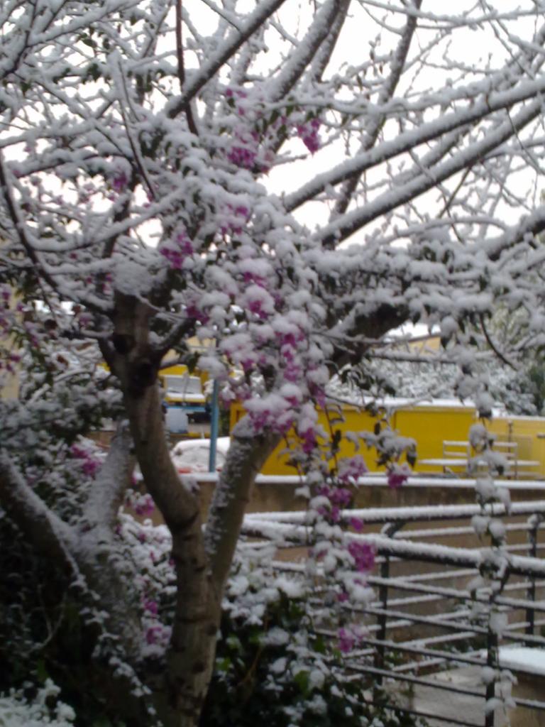 Nieve