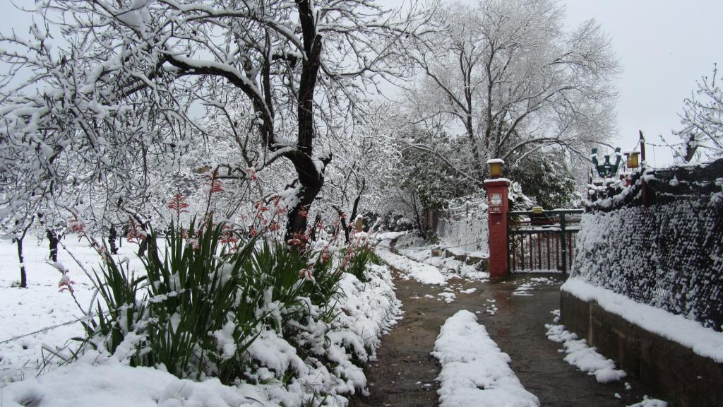Nieve