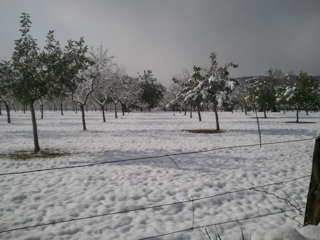 Ola de frío en Mallorca