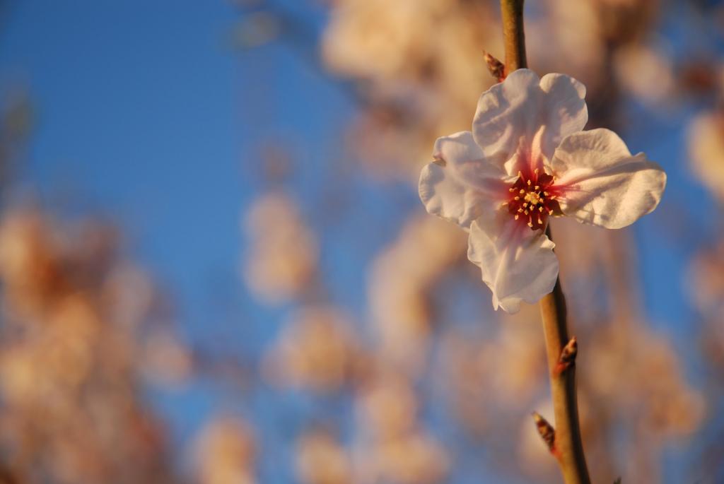 Flor d'ametler