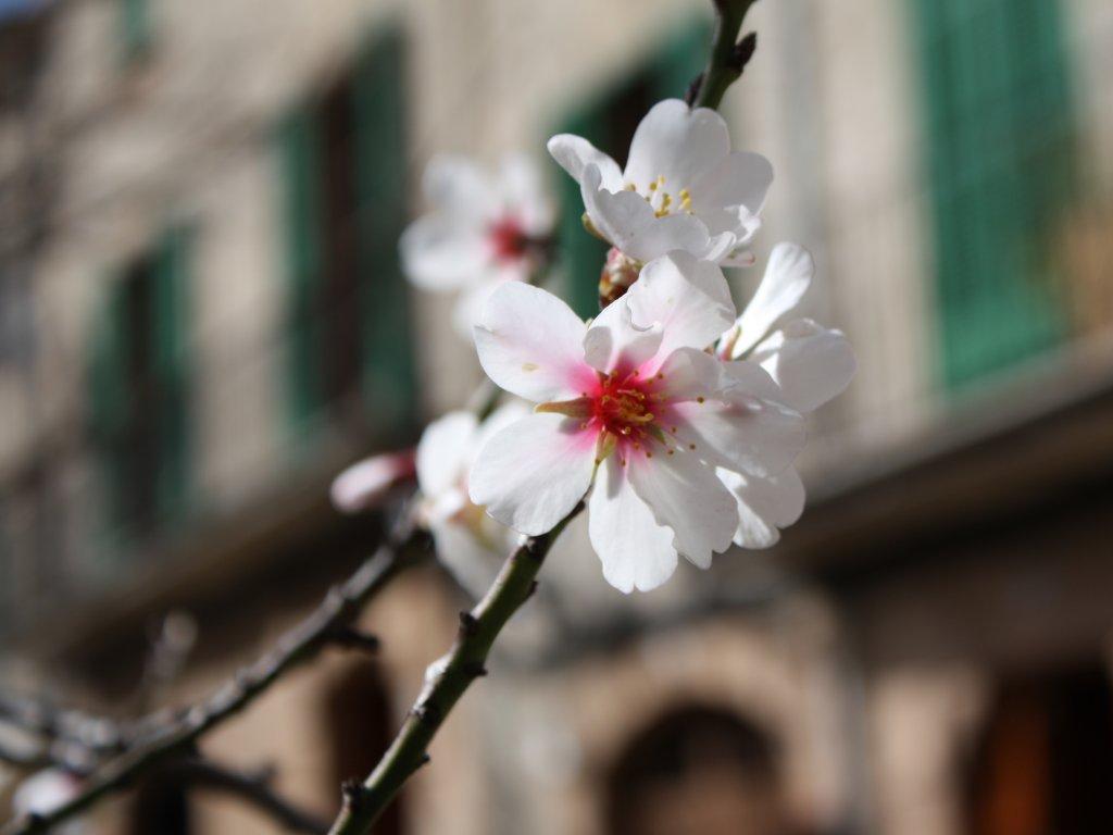 Flor de Almendro
