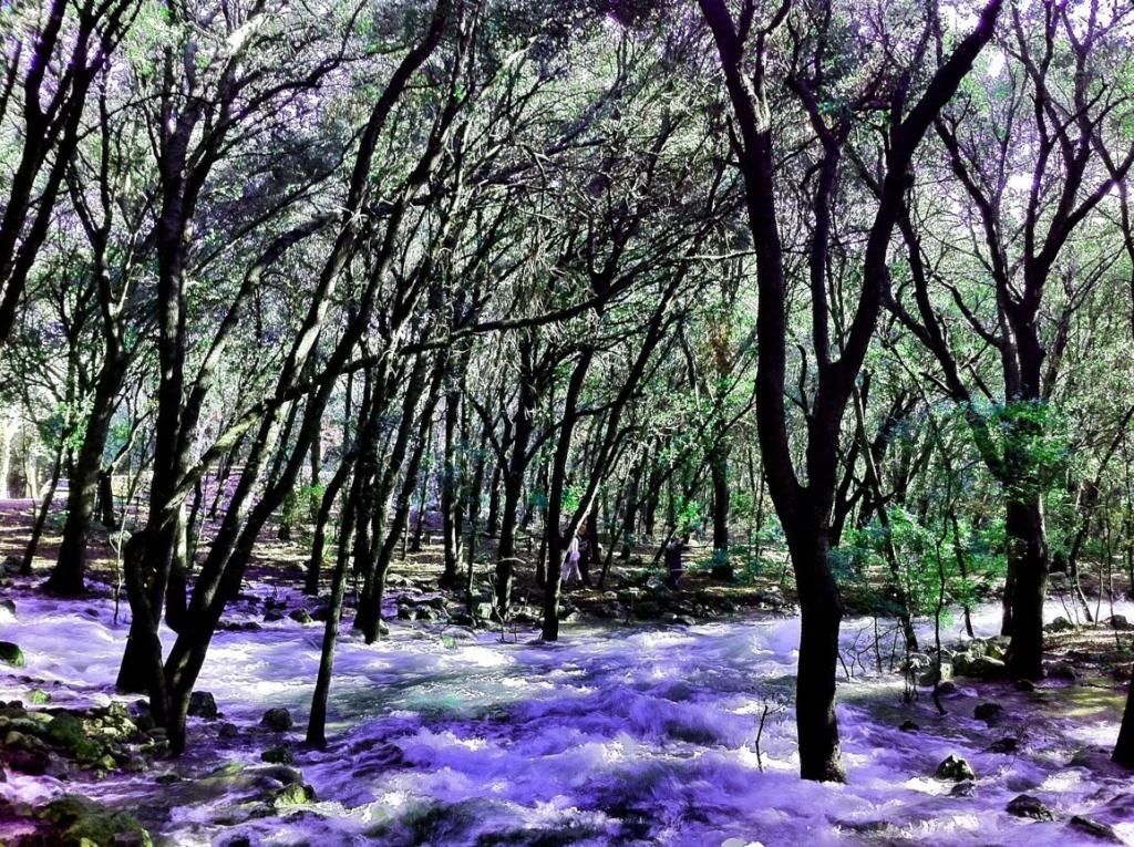 El Bosque Encantado