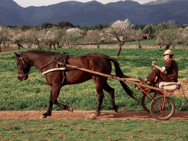 Trotones, una tradición en Mallorca