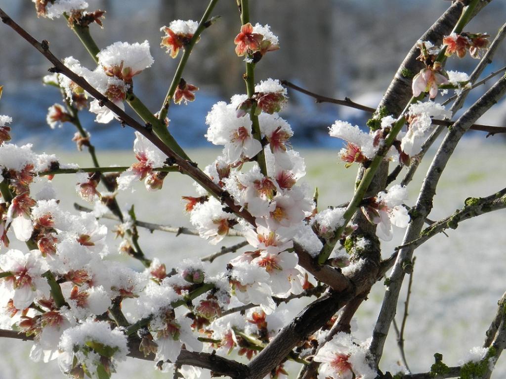 Flor d'ametller nevada