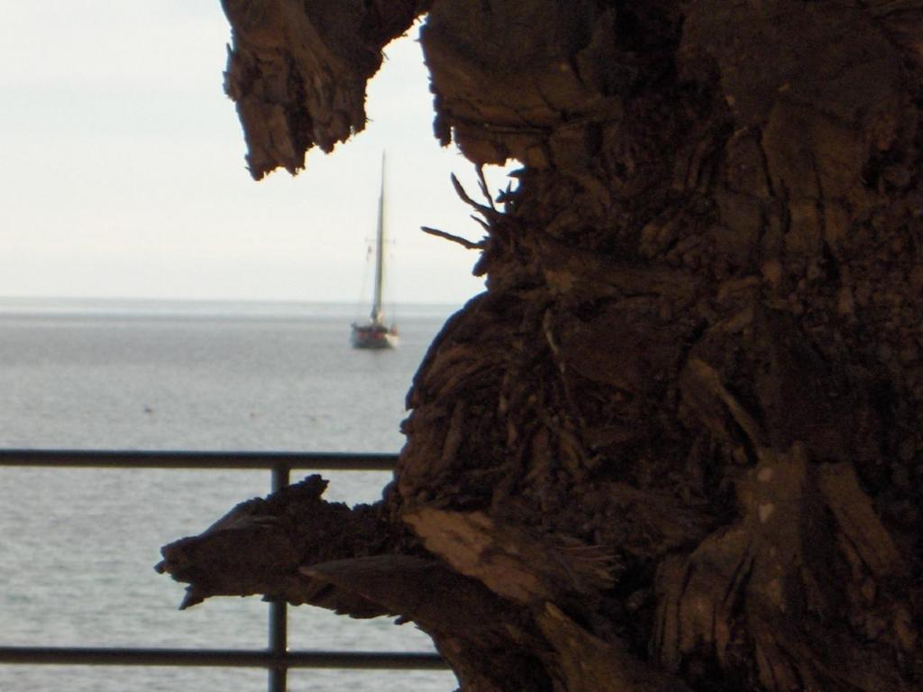 "A TRAVÉS DEL OJO DEL ÁRBOL"