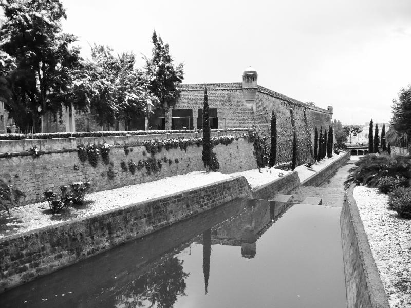 Palma en blanco ........ y negro