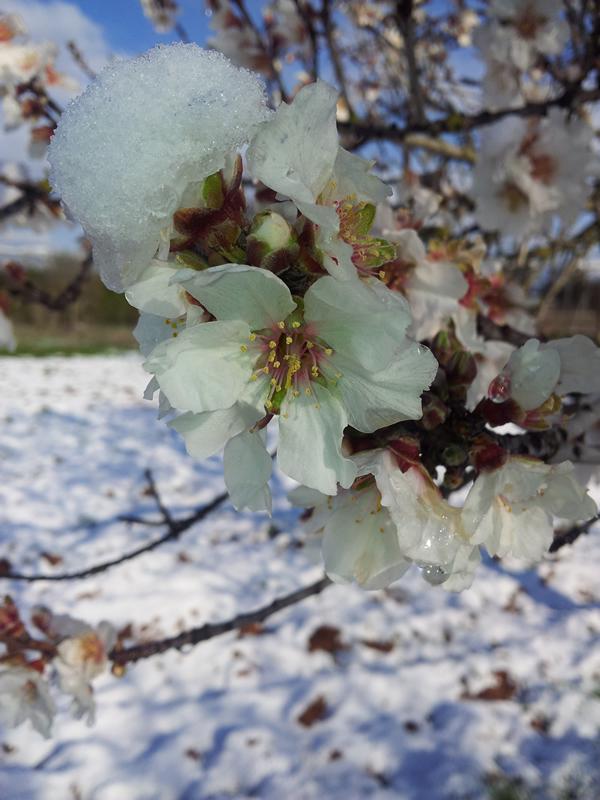 Flor de nieve