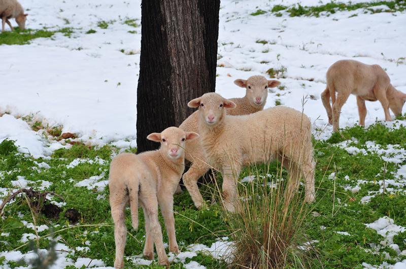 Ternura sobre nieve