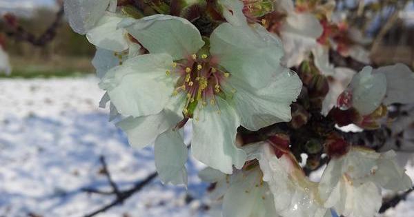 Flor de nieve