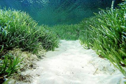 Imagen de una pradera de posidonia