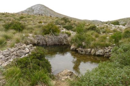 El Govern recupera zonas de hábitat en el Parc de Llevant para la reproducción del sapo