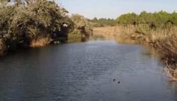 La gran riqueza natural de Capdepera es uno de sus patrimonios más importantes y a su conservación se orientan muchos proyectos.