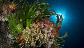 MENORCA. OCEANOGRAFIA. Les praderes de posidÃ²nia, un hÃ bitat marÃ­tim a protegir. SÃ³n considerades el pulmÃ³ marÃ­tim per la seva funciÃ³ de filtrat i oxigenaciÃ³ de lâaigua de la mar.