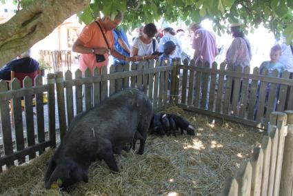 SON CARRIO - FIRA RAMADERA DE SON CARRIO.