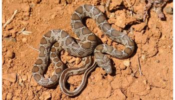 Imagen de archivo de una serpiente de herradura en Mallorca.