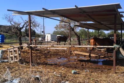 Progreso en Verde denuncia la desatención de los caballos en el «establo de los horrores».