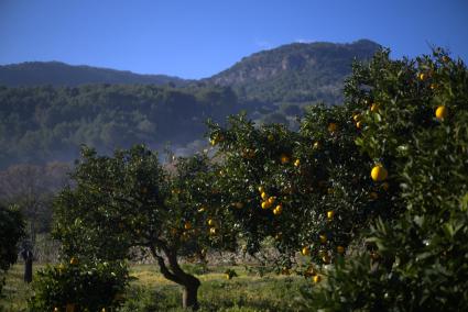 La esencia de la Serra de Tramuntana