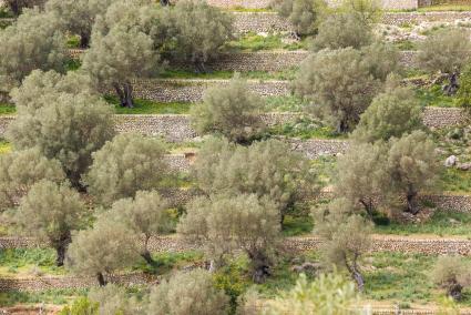 La esencia de la Serra de Tramuntana