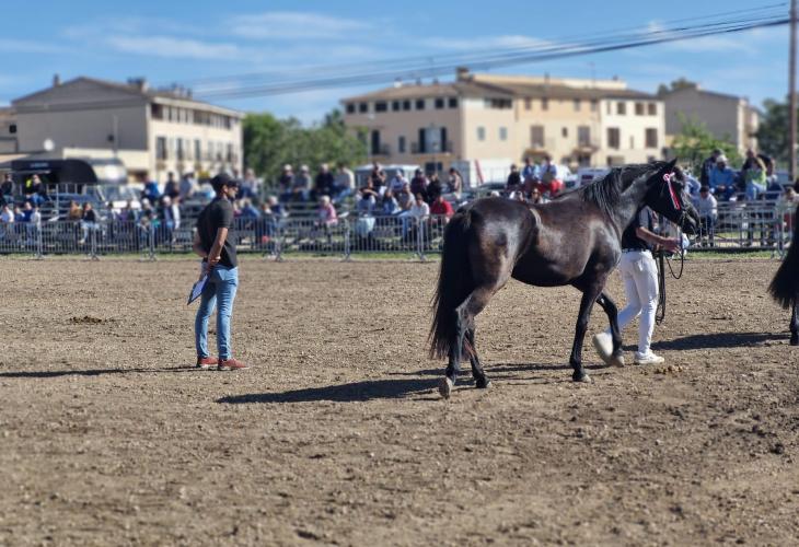 Concurso morfológico del caballo de pura raza mallorquina