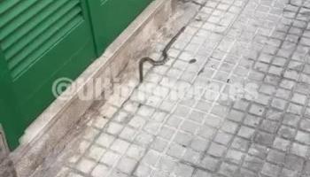 Llama a Emergencias al ver una serpiente en su acera y le dicen que la meta en un cubo y la tire al torrente