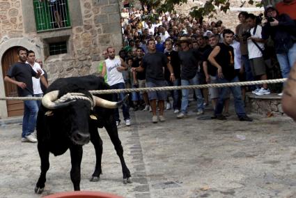 FORNALUTX. TAUROMAQUIA. EL CORREBOU DE FORNALUTX SE CELEBRO CON NORMALIDAD Y SIN ANTITAURINOS.