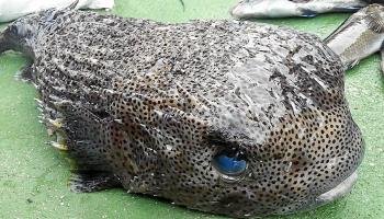 Ejemplar de pez erizo, capturado en aguas de Menorca en 2016.