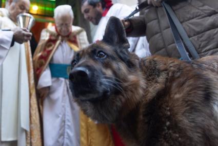 Las mascotas se rinden a San Antón en las primeras bendiciones de la jornada con el Padre Ángel: "Son como familiares"