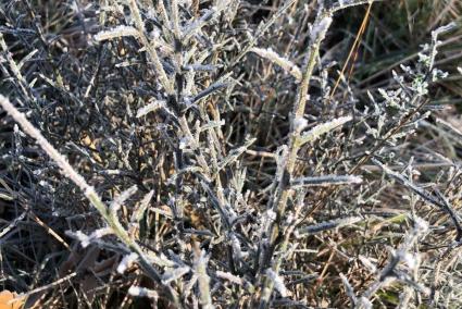 Registradas temperaturas mínimas de 6,2 grados bajo cero en Kanpezu, (Álava)